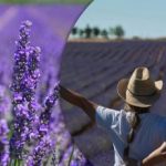 Ako vypestovať 20 nových levanduľových kríkov z jedného levanduľového kríka: tajomstvo rozmnožovania levanduľových kríkov Ako vypestovať 20 nových levanduľových kríkov z jedného levanduľového kríka: