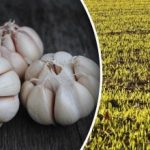 Kam nesadiť zimný cesnak: je dôležité vybrať si správnych predchodcov