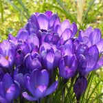 Nielen tulipány: týchto sedem cibuľovín sa oplatí vysadiť v októbri