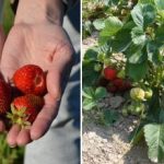 Prečo je lepšie sadiť jahody na jeseň: boli určené ideálne